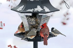 Northern cardinals, a tufted titmouse and a black-capped chickadee share a feeder.