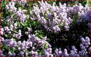 Tips for planting a Lilac